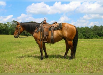 Caballo cuarto de milla, Caballo castrado, 11 años, 147 cm, Bayo