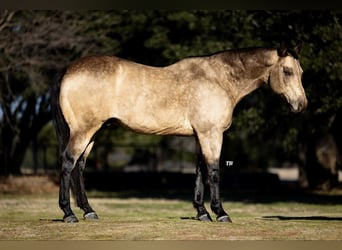 Caballo cuarto de milla, Caballo castrado, 11 años, 147 cm, Buckskin/Bayo