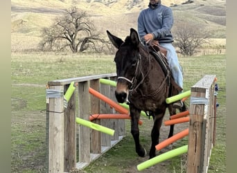 Caballo cuarto de milla, Caballo castrado, 11 años, 147 cm, Grullo