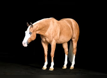 Caballo cuarto de milla, Caballo castrado, 11 años, 147 cm, Palomino