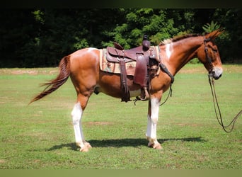 Caballo cuarto de milla, Caballo castrado, 11 años, 147 cm, Red Dun/Cervuno