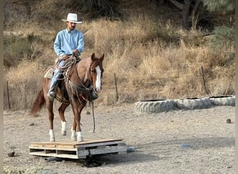 Caballo cuarto de milla, Caballo castrado, 11 años, 147 cm, Ruano alazán