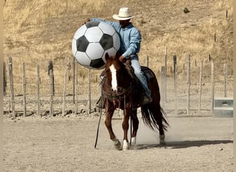 Caballo cuarto de milla, Caballo castrado, 11 años, 147 cm, Ruano alazán