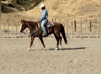 Caballo cuarto de milla, Caballo castrado, 11 años, 147 cm, Ruano alazán