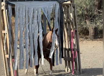 Caballo cuarto de milla, Caballo castrado, 11 años, 147 cm, Ruano alazán