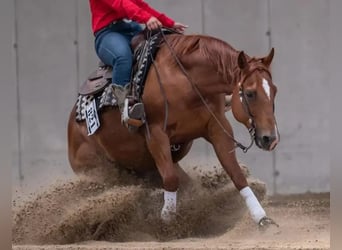 Caballo cuarto de milla, Caballo castrado, 11 años, 148 cm, Alazán-tostado