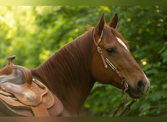 Caballo cuarto de milla, Caballo castrado, 11 años, 148 cm, Alazán-tostado