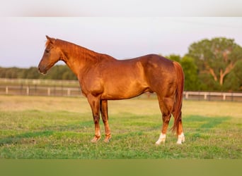 Caballo cuarto de milla, Caballo castrado, 11 años, 150 cm, Alazán-tostado