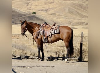 Caballo cuarto de milla, Caballo castrado, 11 años, 150 cm, Bayo