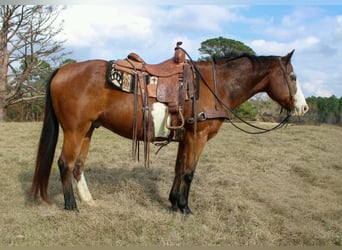 Caballo cuarto de milla, Caballo castrado, 11 años, 150 cm, Castaño rojizo