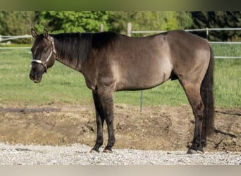 Caballo cuarto de milla, Caballo castrado, 11 años, 150 cm, Grullo