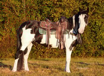 Caballo cuarto de milla, Caballo castrado, 11 años, 150 cm, Overo-todas las-capas