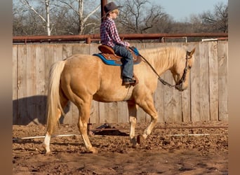 Caballo cuarto de milla, Caballo castrado, 11 años, 150 cm, Palomino