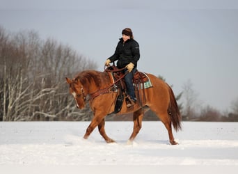 Caballo cuarto de milla, Caballo castrado, 11 años, 150 cm, Red Dun/Cervuno