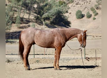 Caballo cuarto de milla, Caballo castrado, 11 años, 150 cm, Ruano alazán
