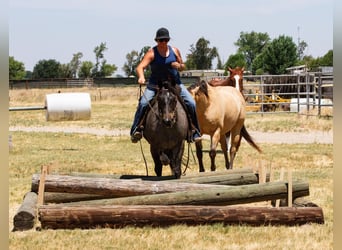 Caballo cuarto de milla, Caballo castrado, 11 años, 150 cm, Ruano azulado