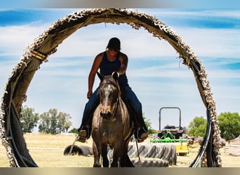 Caballo cuarto de milla, Caballo castrado, 11 años, 150 cm, Ruano azulado