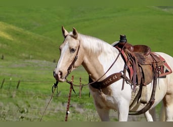 Caballo cuarto de milla, Caballo castrado, 11 años, 150 cm, Tobiano-todas las-capas