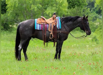 Caballo cuarto de milla, Caballo castrado, 11 años, 150 cm, Tordo