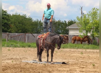 Caballo cuarto de milla, Caballo castrado, 11 años, 150 cm, Tordo