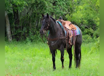 Caballo cuarto de milla, Caballo castrado, 11 años, 150 cm, Tordo