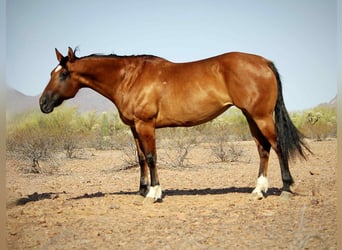 Caballo cuarto de milla, Caballo castrado, 11 años, 152 cm, Bayo
