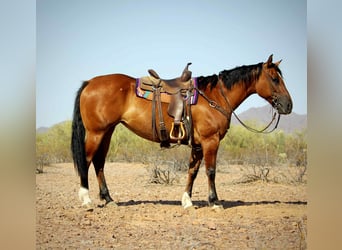 Caballo cuarto de milla, Caballo castrado, 11 años, 152 cm, Bayo
