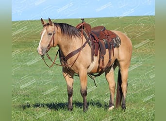 Caballo cuarto de milla, Caballo castrado, 11 años, 152 cm, Buckskin/Bayo