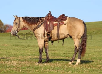 Caballo cuarto de milla, Caballo castrado, 11 años, 152 cm, Buckskin/Bayo