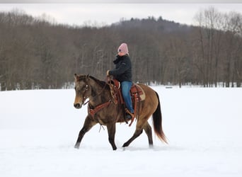 Caballo cuarto de milla, Caballo castrado, 11 años, 152 cm, Buckskin/Bayo