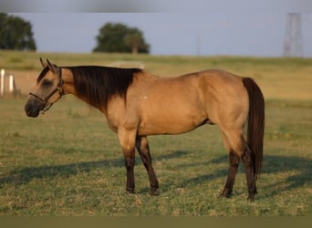 Caballo cuarto de milla, Caballo castrado, 11 años, 152 cm, Buckskin/Bayo