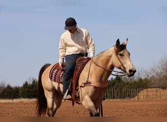 Caballo cuarto de milla, Caballo castrado, 11 años, 152 cm, Buckskin/Bayo