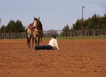 Caballo cuarto de milla, Caballo castrado, 11 años, 152 cm, Buckskin/Bayo