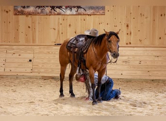 Caballo cuarto de milla, Caballo castrado, 11 años, 152 cm, Buckskin/Bayo
