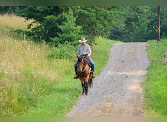 Caballo cuarto de milla, Caballo castrado, 11 años, 152 cm, Buckskin/Bayo