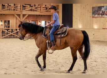 Caballo cuarto de milla, Caballo castrado, 11 años, 152 cm, Buckskin/Bayo