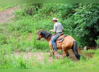 Caballo cuarto de milla, Caballo castrado, 11 años, 152 cm, Buckskin/Bayo