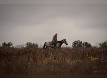 Caballo cuarto de milla, Caballo castrado, 11 años, 152 cm, Buckskin/Bayo