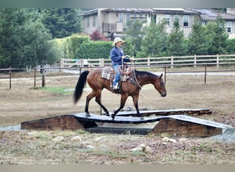 Caballo cuarto de milla, Caballo castrado, 11 años, 152 cm, Castaño rojizo