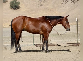Caballo cuarto de milla, Caballo castrado, 11 años, 152 cm, Castaño rojizo