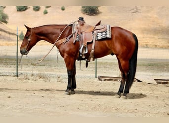 Caballo cuarto de milla, Caballo castrado, 11 años, 152 cm, Castaño rojizo