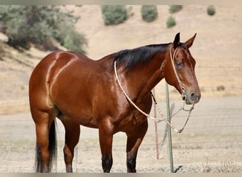Caballo cuarto de milla, Caballo castrado, 11 años, 152 cm, Castaño rojizo
