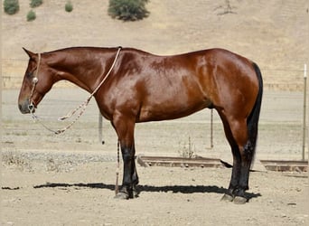 Caballo cuarto de milla, Caballo castrado, 11 años, 152 cm, Castaño rojizo