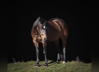 Caballo cuarto de milla, Caballo castrado, 11 años, 152 cm, Castaño rojizo