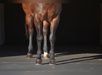 Caballo cuarto de milla, Caballo castrado, 11 años, 152 cm, Castaño rojizo