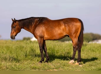 Caballo cuarto de milla, Caballo castrado, 11 años, 152 cm, Castaño rojizo