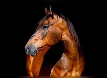 Caballo cuarto de milla, Caballo castrado, 11 años, 152 cm, Castaño rojizo