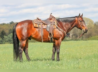 Caballo cuarto de milla, Caballo castrado, 11 años, 152 cm, Castaño rojizo