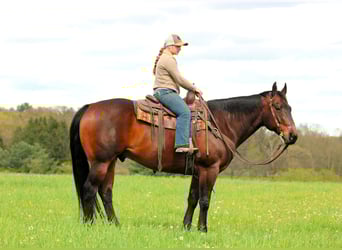 Caballo cuarto de milla, Caballo castrado, 11 años, 152 cm, Castaño rojizo