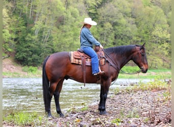 Caballo cuarto de milla, Caballo castrado, 11 años, 152 cm, Castaño rojizo